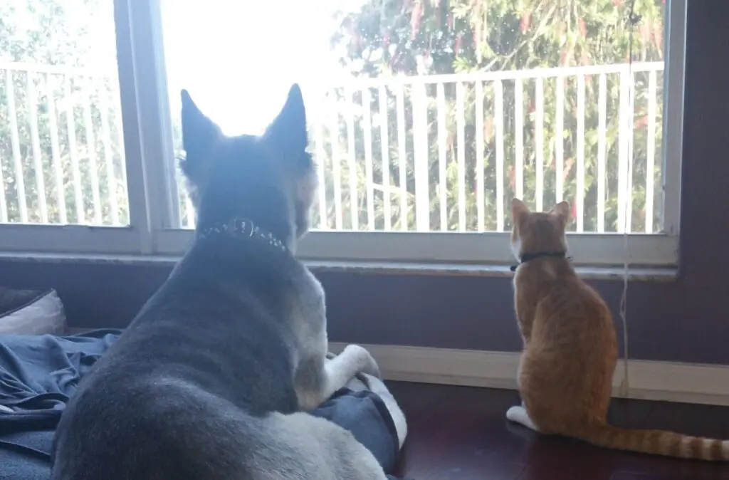 Dog and cat looking out the window.