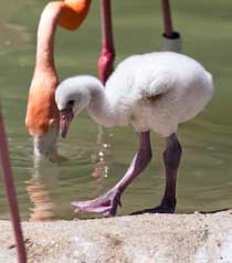 baby-flamingo1