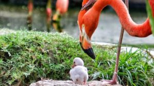 ht_baby_flamingo_kb_130530_wblog